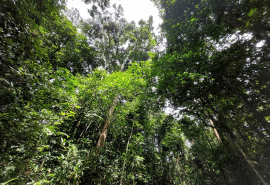 Port Atlantique La Rochelle, focus on actions against imported deforestation