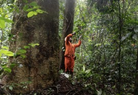 « Financer l’avenir des forêts du monde » : la dernière lettre de WWF France appelle à augmenter les financements pour les forêts