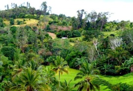 Comment les arbres peuvent sauver l’agriculture : la réponse dans un ouvrage sur l’agroforesterie tout récemment publié 