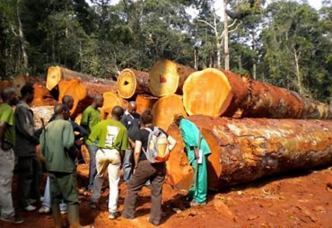 Cameroun : Le MINFOF suspend 20 unités de transformation du bois pour complicité d'exploitation forestière illégale
