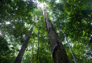 The international conference on Africa's forests by the Paris City Council will take place on 6 October