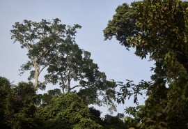 Retour sur la motion 23 de l’ATIBT adoptée à l’AG FSC