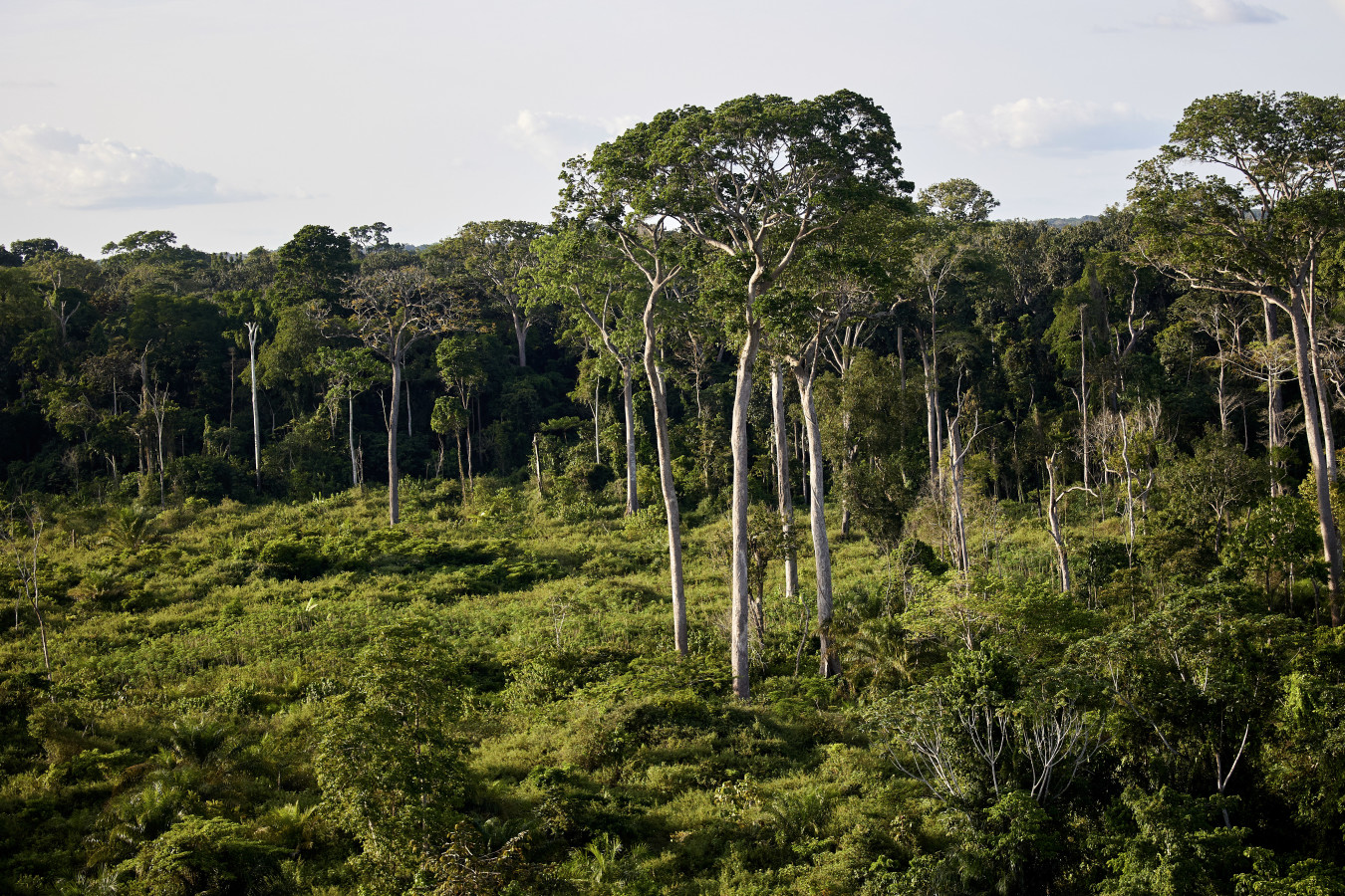 Plus d’un quart des forêts du bassin du Congo risquent de disparaître d