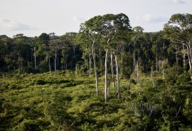 Over a quarter of Congo Basin forests at risk of vanishing by 2050