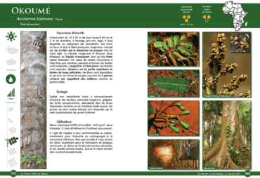 Trees of Central Africa : a new book in progress for the forestry sector