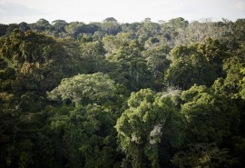 GHG-Carbon PAFC Congo Basin tools: TEREA sets up a Hotline to support companies