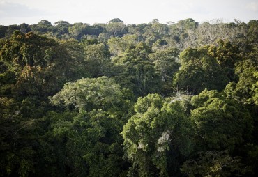 GHG-Carbon PAFC Congo Basin tools: TEREA sets up a Hotline to support companies