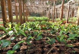 Démarrage du projet UFA-Reforest au Cameroun