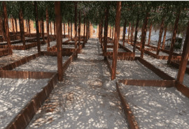 UFA-REFOREST project: the nurseries are expanding!