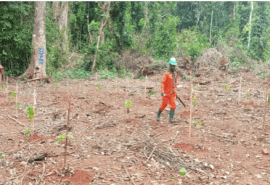 Projet UFA-REFOREST : les premières plantations ont eu lieu !
