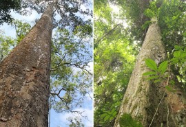 Interdiction d'exploitation d'essences de bois par la CITES : Les scientifiques plaident pour de meilleures évaluations et la prise en compte de la gestion durable