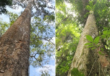 CITES ban on timber species: Scientists call for better assessments and consideration of sustainable management