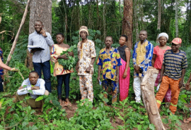UFA-Reforest : vers la mise en place de systèmes d’approvisionnement en semences forestières