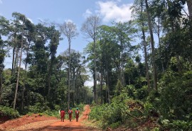 Status of FSC and PEFC/PAFC certifications in the Congo Basin