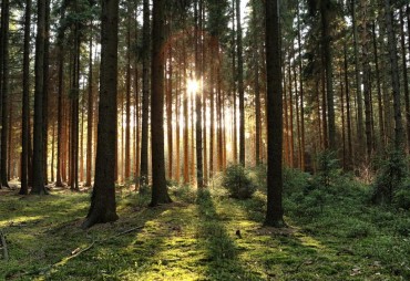 EUDR: European Deforestation and Forest Degradation Observatory now online + FAQ update