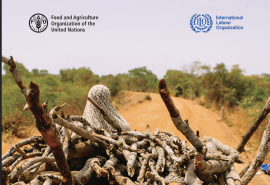 42 millions d'emplois, 182 pays et un écart de genre : le secteur forestier dispose enfin des données qu'il mérite