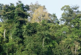 The surprising speed of regeneration of tropical forests in Ivory Coast