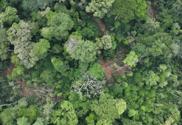 Presentation of the PHD thesis: “Assessing enrichment planting of native tree species in Central African production forests”