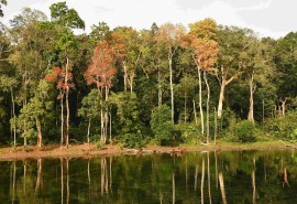 Lettre ouverte à l’attention de la SOLIDEO concernant l’exclusion du bois tropical 
