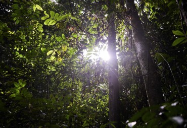 The ATIBT organised a side-event at the 26th session of the CITES Plants Committee, in Geneva, Switzerland