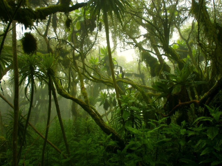 Offsets in the forests  Mouvement Mondial pour les Forêts Tropicales