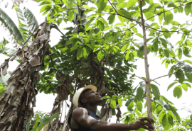 Launch of the UFA-REFOREST project: Cameroonian forestry companies get involved in silviculture!