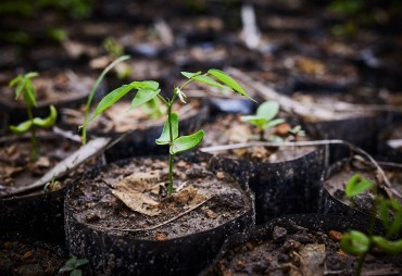 Projet UFA – Reforest : les prévisions de plantations 2023 en images