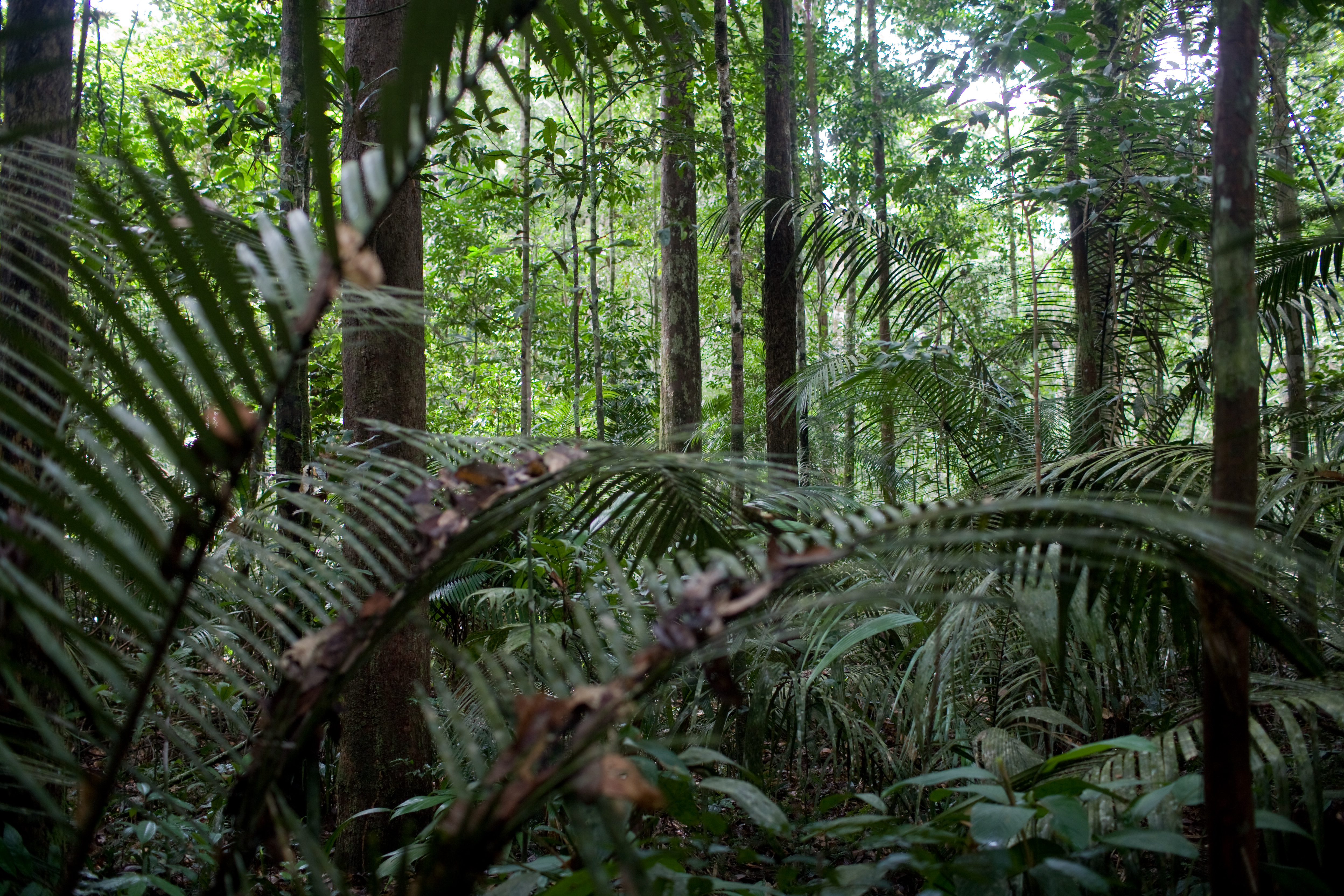 The XVth World Forestry Congress will finally take place in May 2-6, 2022, in Seoul | ATIBT The XVth World Forestry Congress will finally take place in May 2-6, 2022, in Seoul | ATIBT
