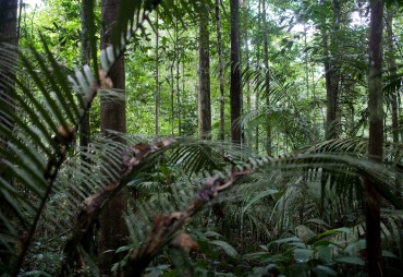 Le XVe Congrès Forestier Mondial aura finalement lieu du 2 au 6 mai 2022 à Séoul