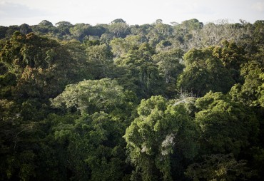 Un webinaire SNDI pour présenter le règlement européen déforestation se tiendra le 20 avril