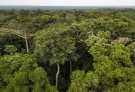 In DRC, a high level scientific declaration to preserve the Congo Basin forests