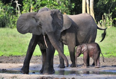 Les éléphants attirés par les zones de régénération forestière ?