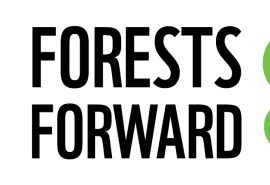 WWF présente son nouvel outil pour évaluer le risque sur le bois dans le cadre de son projet « Forests Forward »