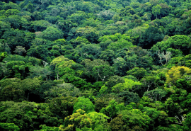 Nouveau code forestier au Congo : le secteur privé se mobilise dans le cadre de l’étude juridique
