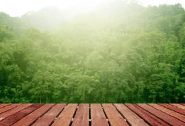Nouveau rapport de l’OIBT sur la consommation de bois tropical durable d’ici 2050