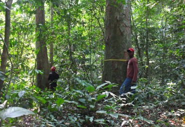 Réponse de l’ATIBT à l’article "Couper moins et laisser reposer : une nouvelle gestion des forêts tropicales s’impose"