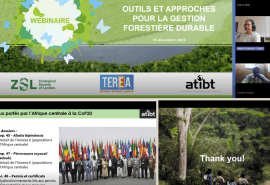 Strengthening forestry sector capacities: two webinars focusing on sustainable forest management issues and CITES requirements