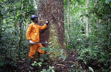 ASP-Green Deal Cameroon