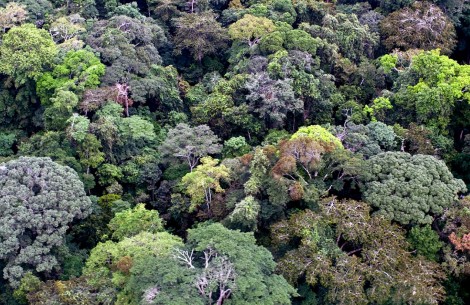 La Commission Forêt & Industrie