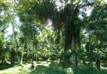 Agroforestry & Plantations Commission