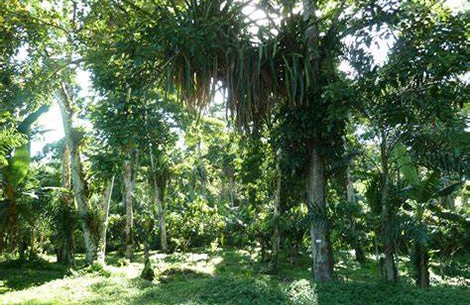 Agroforestry and Plantations Commission