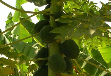 Le reboisement et l'agroforesterie