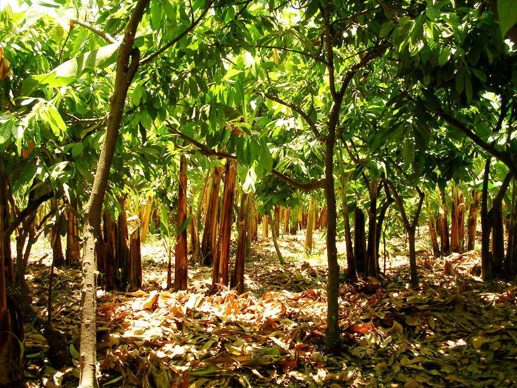 Бали рисовые поля тропики. Керала чайные плантации. Тропические плантации. Сельва плантации. Лесосырьевые плантации.