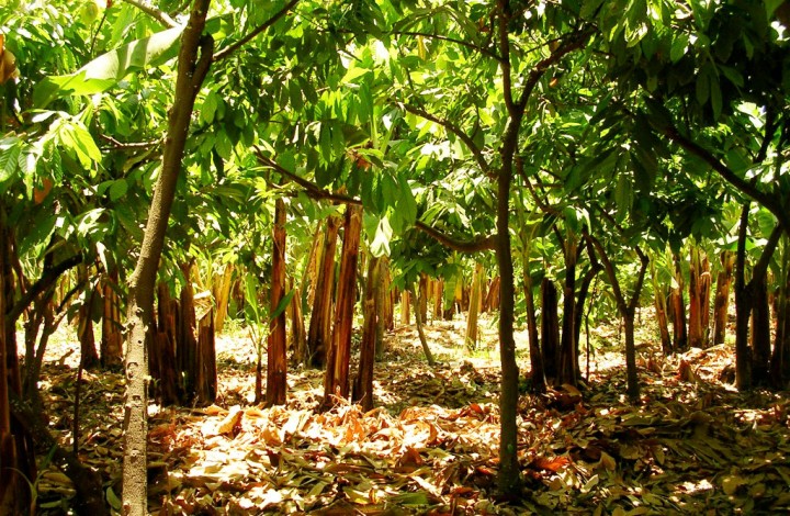 Plantation - Agroforesterie