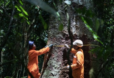 3-Tools Supporting Sustainable Forest Management and Certification