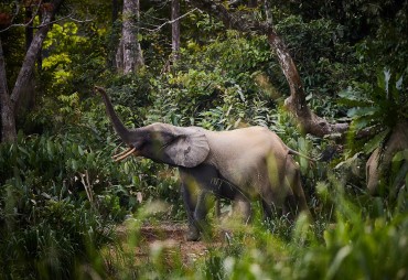 Collection Fair&Precious : La gestion durable des forêts tropicales