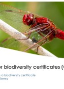 OBC - Au-delà du carbone : comment valoriser la biodiversité dans les projets ? 