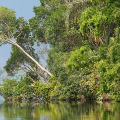 Professionnel du Bois / Forêt ou Consultant